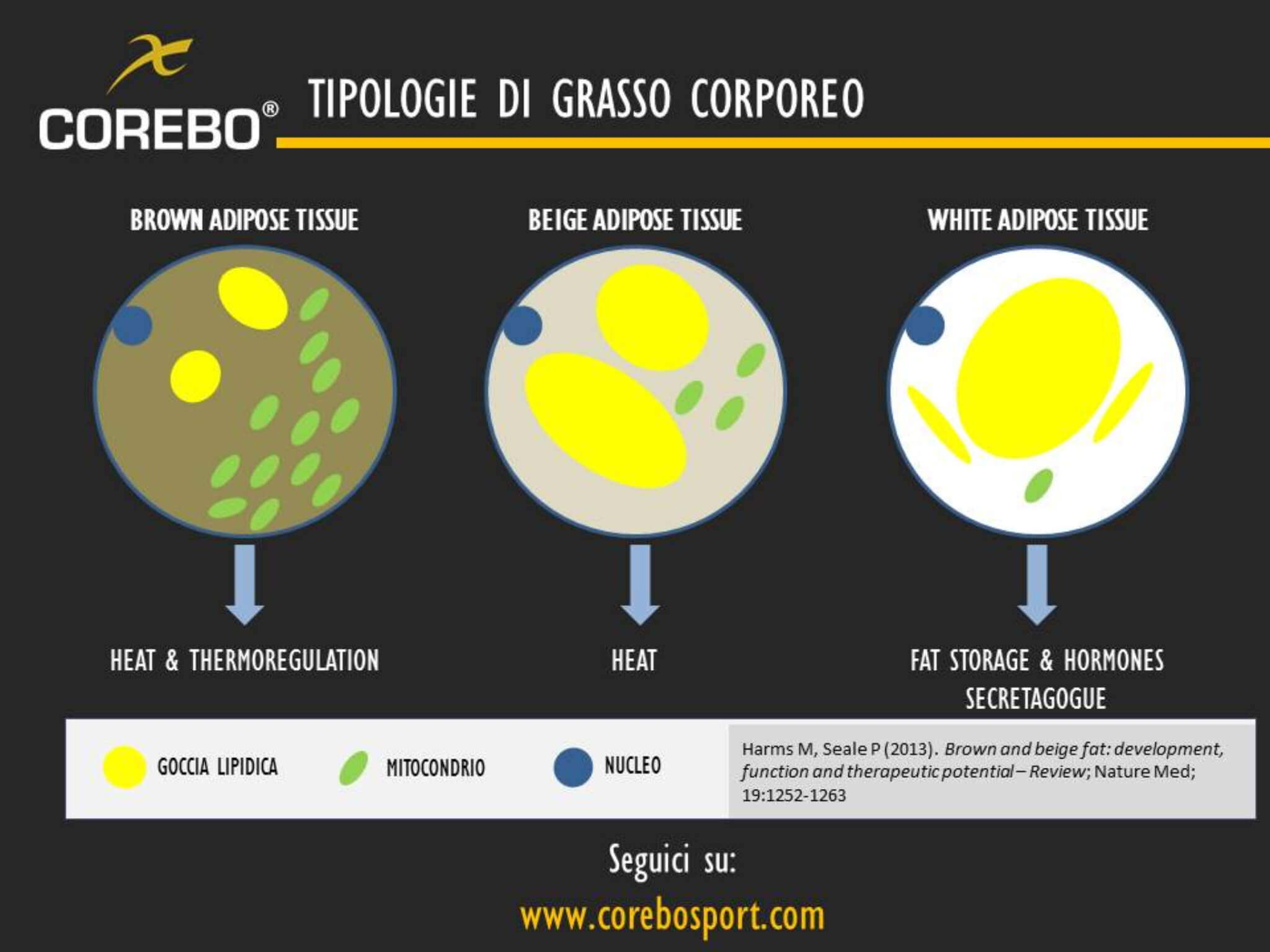 tipologie di grasso corporeo classificazione