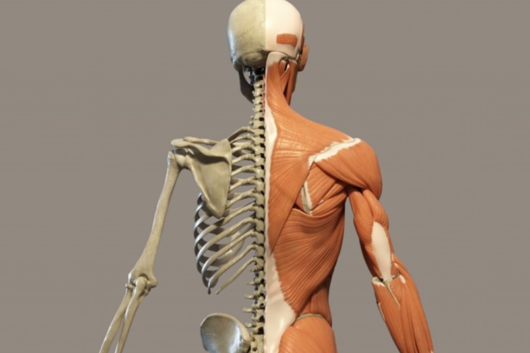 sistema muscolo scheletrico