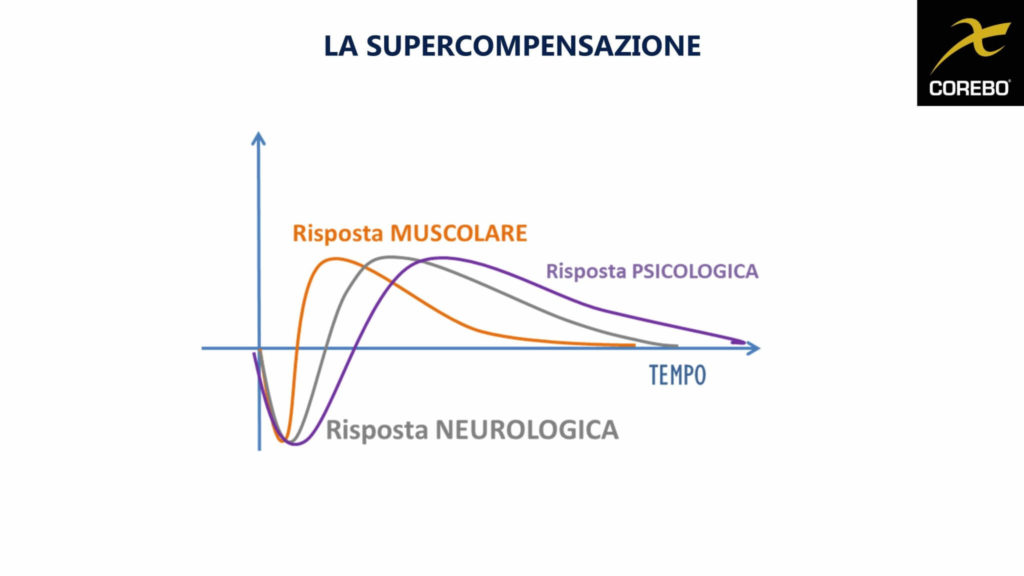 Le diverse curve della supercompensazione in allenamento