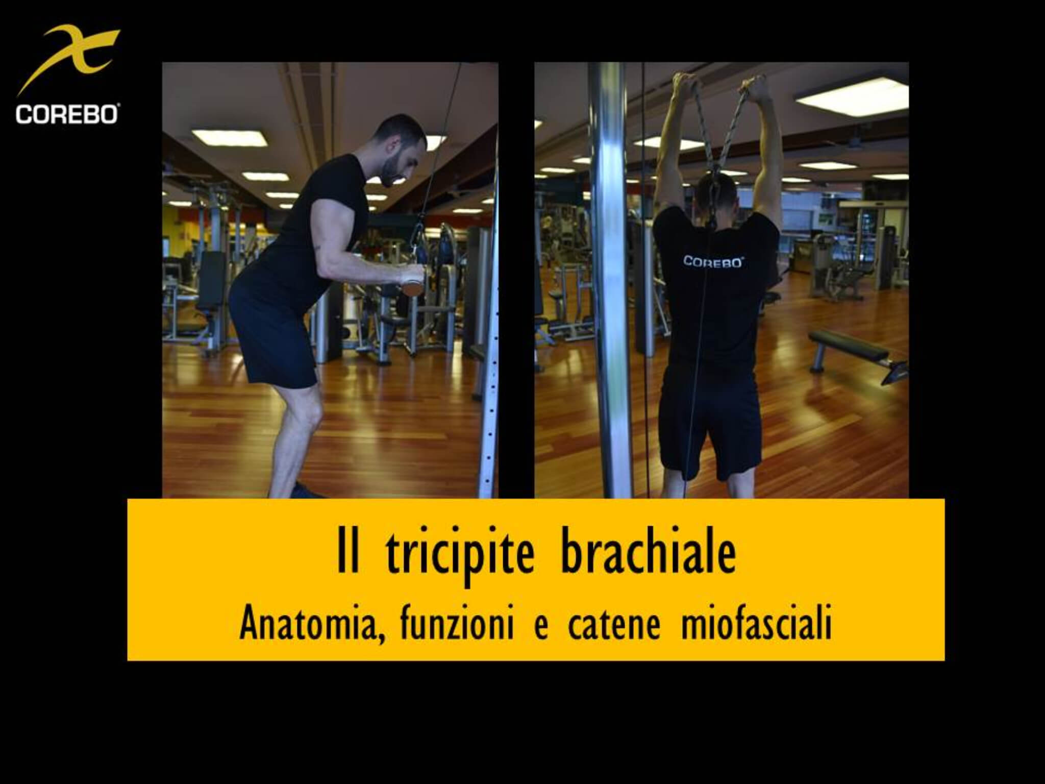 Tricipite brachiale, anatomia, funzioni e catene miofasciali