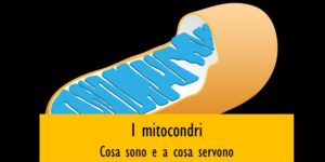 Cosa sono e a cosa servono i mitocondri