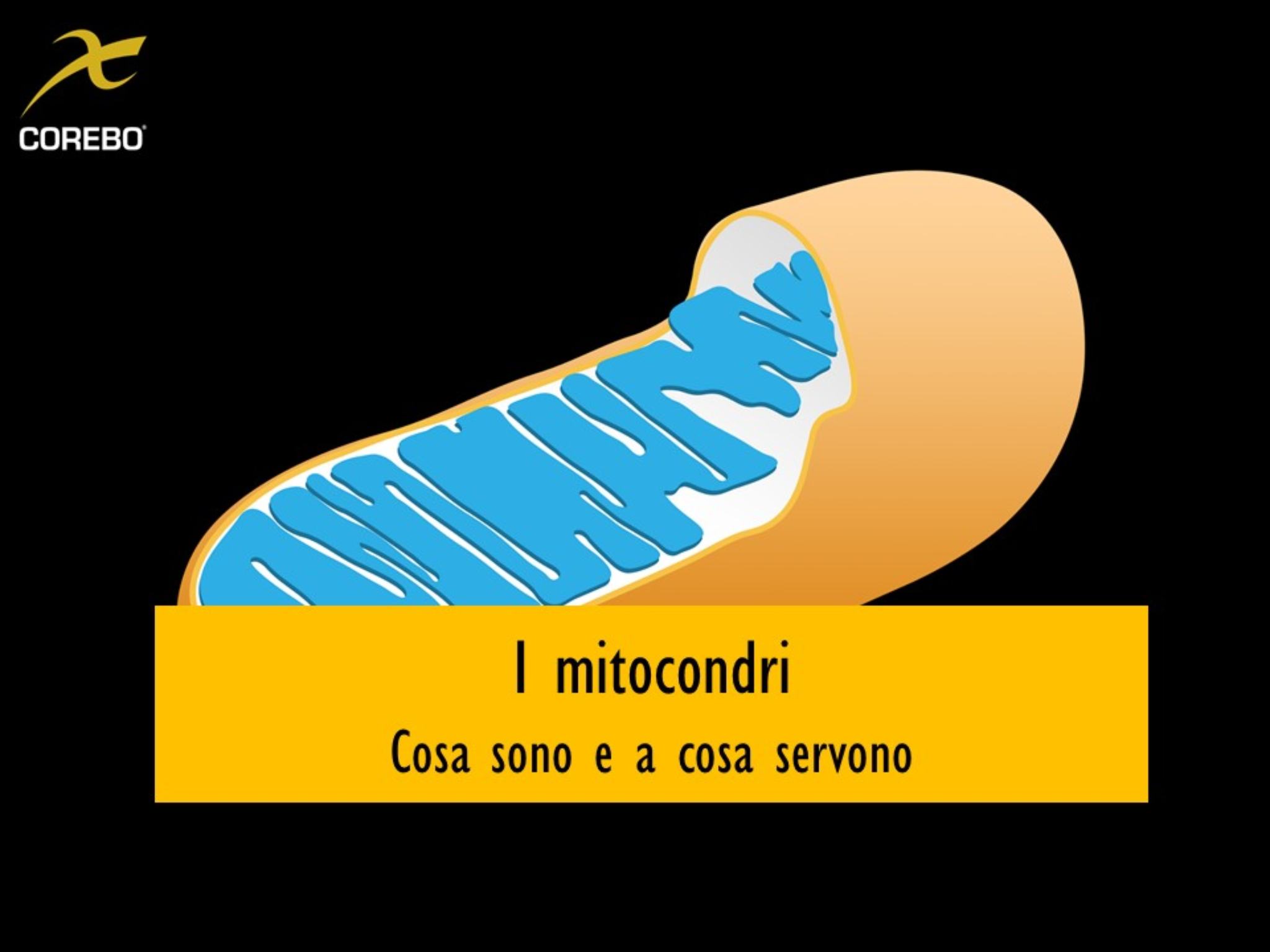 Cosa sono e a cosa servono i mitocondri