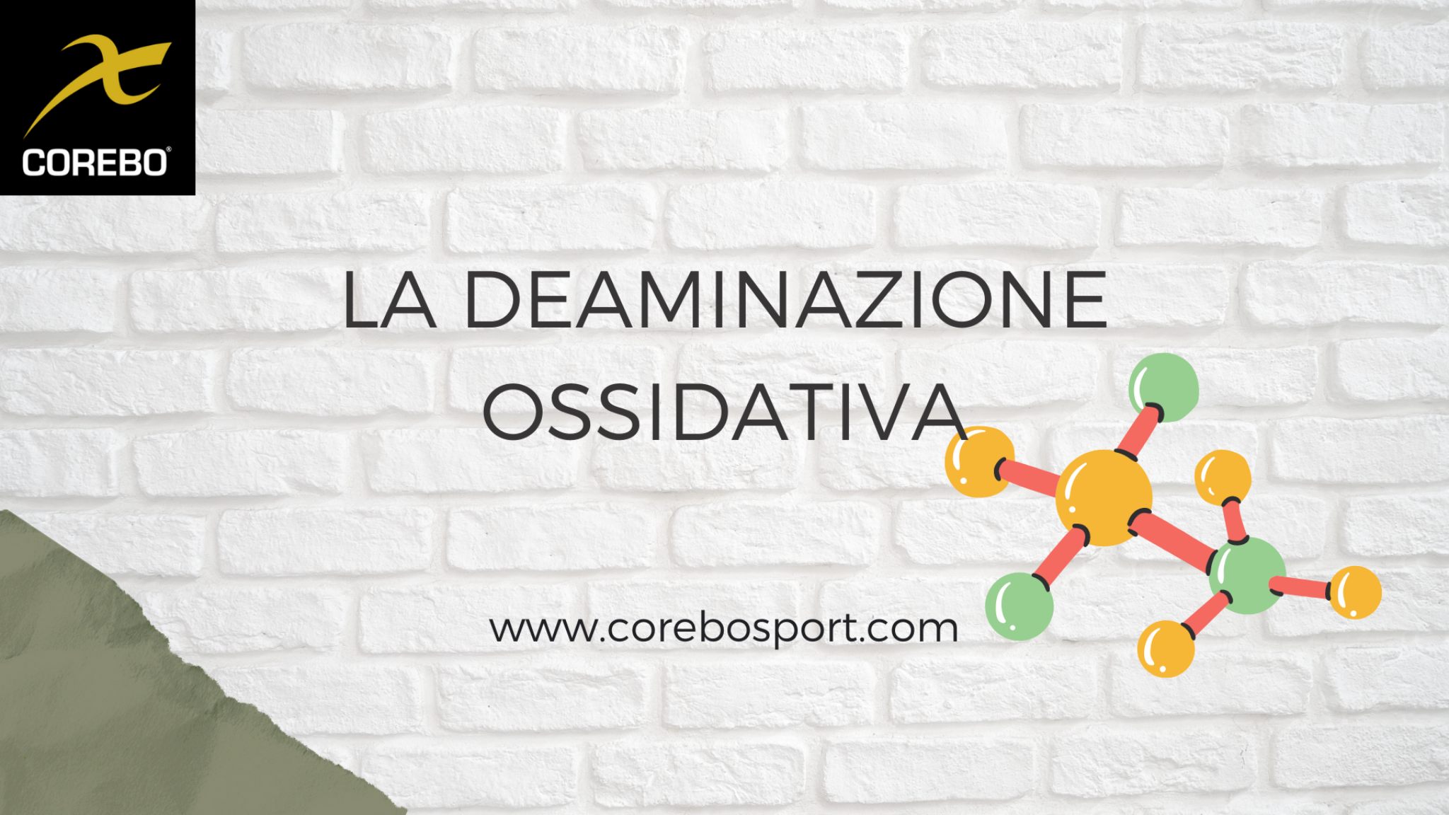 La deaminazione ossidativa