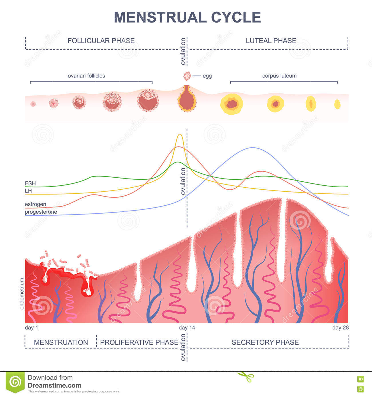 fisiologia del ciclo mestruale