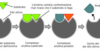 enzimi